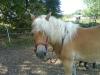 Verkaufe Haflinger,  3 Jährig