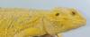 Suche intensiv gelbe Farb-Bartagamen z:B. Citrus,  Citrus Hypo Leatherback,  etc.
