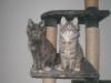 wir haben noch zwei verschmuste,  junge maine-Coon Katzenkinder abzugeben