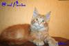 tolle Maine Coon Kobolde suchen noch ein neues Zuhause