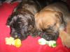 AMERICAN STAFFORDSHIRE TERRIER - ROTTWEILER/ LABRADOR - MIX WELPEN