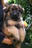Altdeutsche Schäferhund Welpen Hündinnen