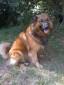 LEONBERGER/ SCHÄFERHUNDMIX