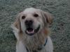 Golden Retriever Rüde 2, 5 J.,  kastriert