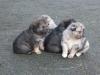 Wolfsspitzmischlinge,  Vater: Australian Shepherd