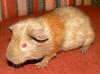 Meerschweinchen,  GH-Teddy-Mixe