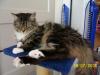 schöne Maine Coon- Perser- Mix Dame..
