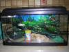 Aquarium,  54l mit Zubehör