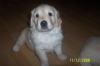 süsse Golden Retriever Welpen