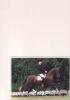 Charakterstarkes,  Liebes Sportpony