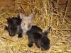 Junge Teddyzwergkaninchen suchen ab dem 22. Januar 2009 neues Zuhause! 