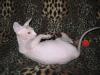 Canadische Sphynx,  Luxus Katzenbabys mit Papiere
