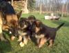 wunderschöne altdeutsche Schäferhund-Welpen ( Hündinnen) ab 20.12.08 in liebevol