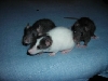 Biete 3 Junge Rattenweibchen