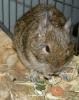 Degu zu vergeben   