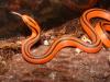 Oreocryptophis porphyraceus coxi NZ
