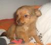 Chihuahua Welpen LH,  2 Rüden,   1 Hündin