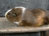 süßermeerschweinbock sucht neues zuhause