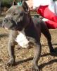 SUCHE EIN PITBULL AM BESTEN BLULINE FÜR GÜNSTIGEN PREIS BIS 300 €
