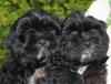 Lhasa Apso Welpen,  ähnlich Shih Tzu o. Havaneser