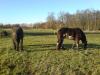 Biete Reitbeteiligung/ Pflegepferd *Shire Horse & Belgier*