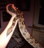 Boa Constrictor Imperator zu verkaufen (1.0 (männlich), 2  1/ 2 Jahre,  ca.1, 10m )
