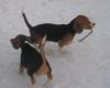 wunderschöne Beagle Welpen zu verkaufen