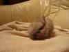 Kaninchen Babys suchen dringend ein zuhause