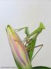 Indische Riesengottesanbeterin,  Hierodula membranacea