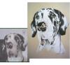 Hundeportraits,  Tierportraits  nach Fotovorlage