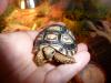 Pantherschildkröten Nachzuchten 08/ 2008 abzugeben