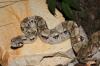 Boa constrictor imperator El Salvador (0.1)