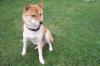Sonja s Mobiler Hundeservice/ Hundebetreuung