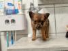 Pomeranian Terrier Mix Welpen
