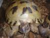 Verkaufe vier Zehen-Landschildkröten