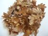 Eichenblätter/ Buchenblätter Super Garnelen/ Krebsfutter Ernte Herbst 2008