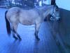Quarter-Horse Stute zu verkaufen