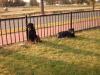 rottweilers
