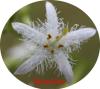 Biete: ca. 50 Arten Wasserpflnzen für Gartenteich.