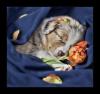 Australian Shepherd Welpen