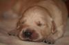 Golden Retreiver reinrassig aus HD/ ED-freier Zucht
