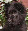Altdeutsche Schäferhundwelpen, schwarz