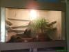Verkaufe terrarium mit drei Leopardgeckos