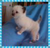 Im April erwarten wir Heilige Birma Babys