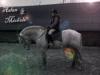 Suche Reitbeteiligung in Wesel, Hamminkeln, Flüren und Umgebung