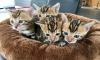 Reinrassige kräftige Super Wunderschöne MiniLeoparden BengalKatzen mit Papieren