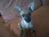 Chihuahua-Rehpinscher-Mischling