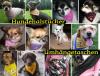 HUNDEhalstuch Halstuch Bestickung möglich mit Text/  Name /  Motiv Bestellen Sie j