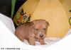 Tierliebhaber Chance 2009