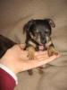 2 liebe,  lebensfrohe russische Toyterrier-Welpen suchen ein liebenswertes Zuhaus